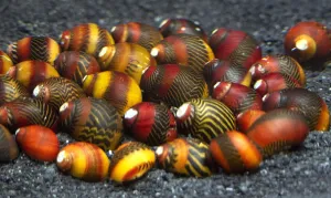 Aquatic Arts 30 Red Racer Nerite Snails | Snail for Nano Fish Tanks | Great with Dwarf Shrimp/Aquarium Plants/Freshwater Fish