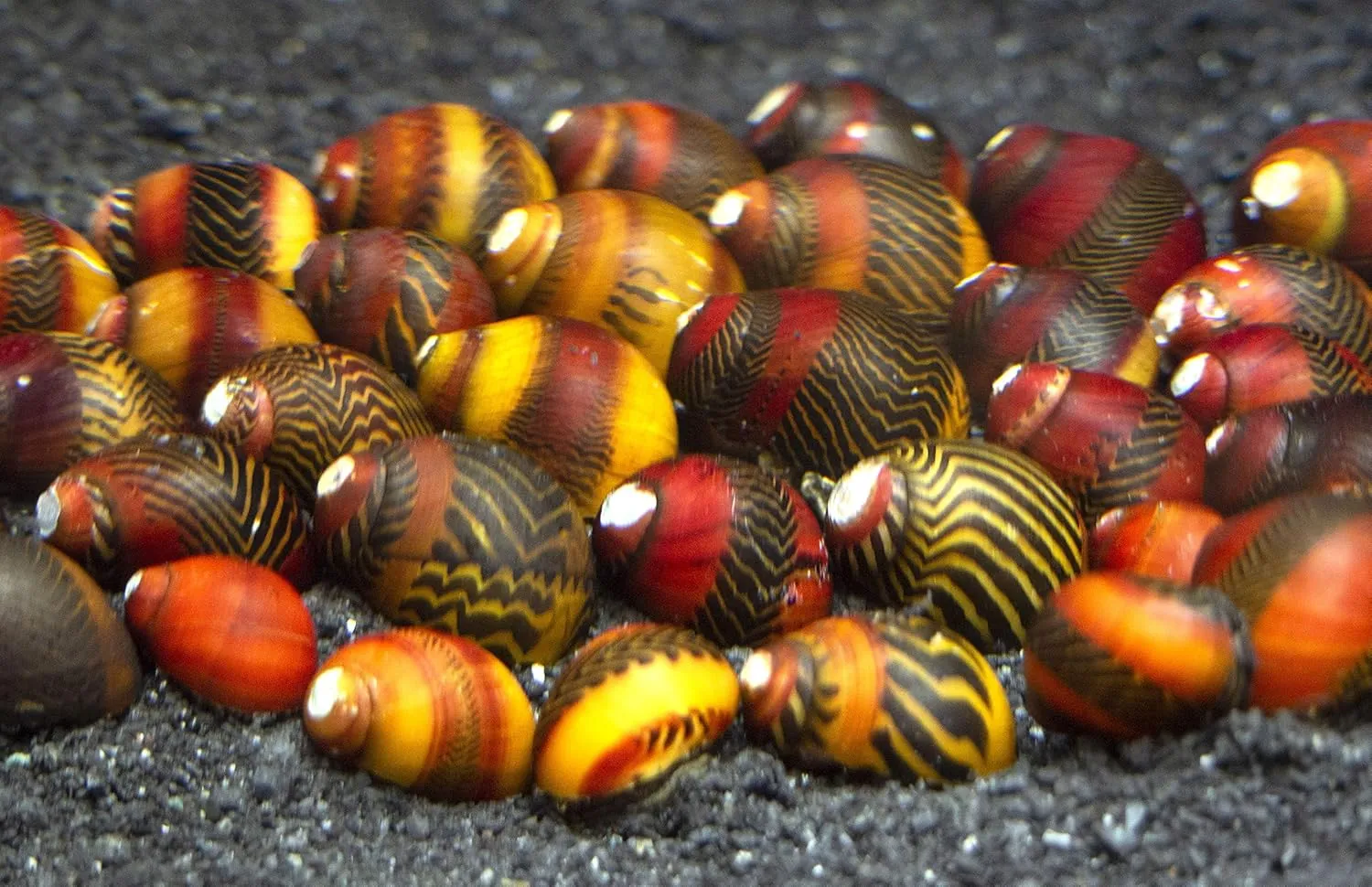 Aquatic Arts 30 Red Racer Nerite Snails | Snail for Nano Fish Tanks | Great with Dwarf Shrimp/Aquarium Plants/Freshwater Fish