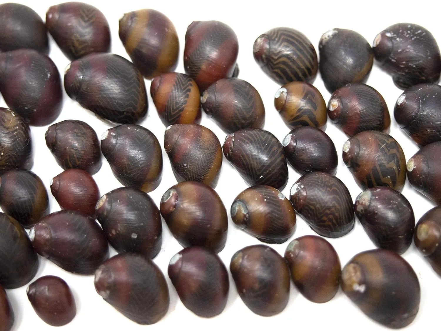 Aquatic Arts 30 Red Racer Nerite Snails | Snail for Nano Fish Tanks | Great with Dwarf Shrimp/Aquarium Plants/Freshwater Fish