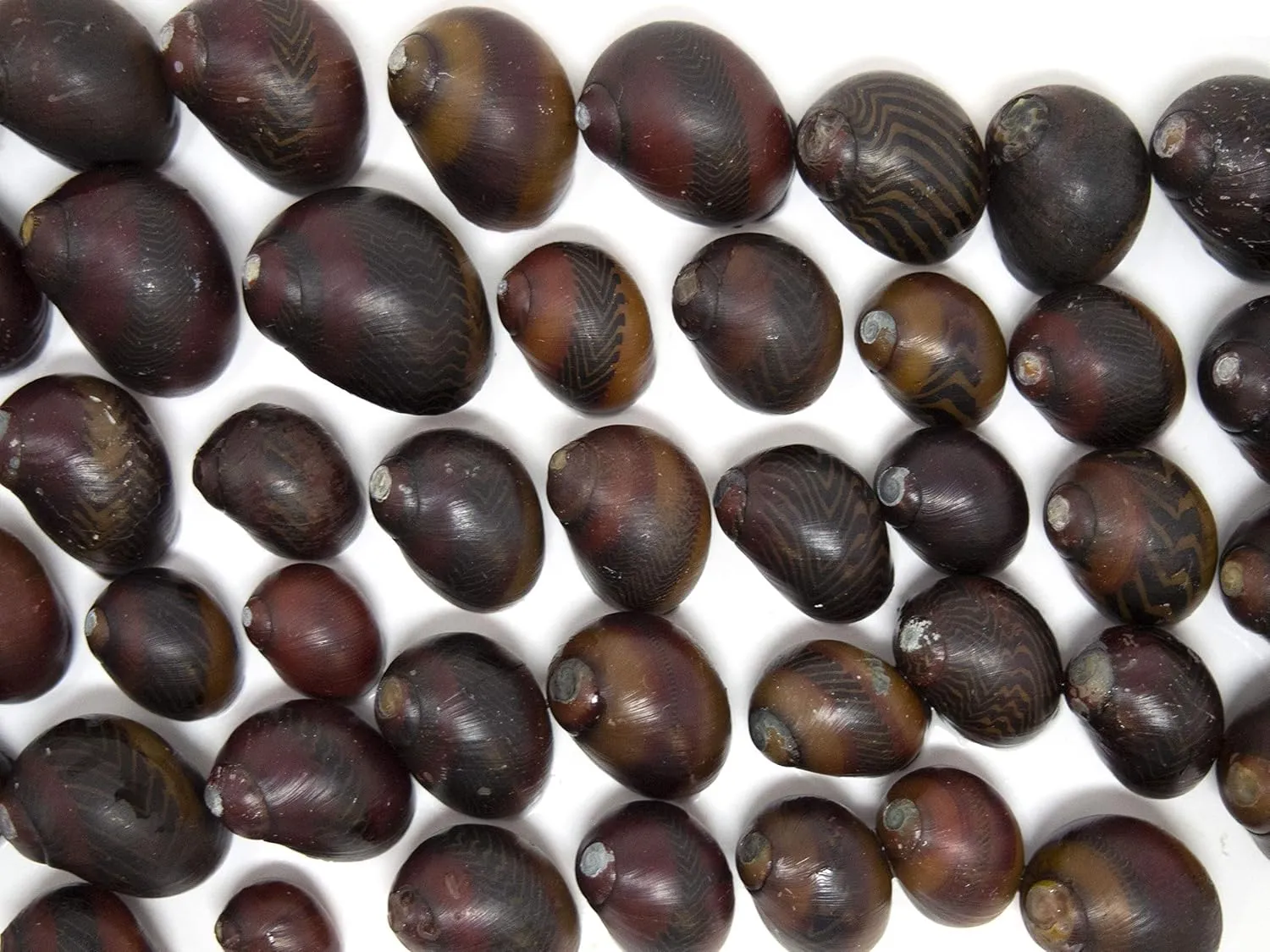 Aquatic Arts 30 Red Racer Nerite Snails | Snail for Nano Fish Tanks | Great with Dwarf Shrimp/Aquarium Plants/Freshwater Fish