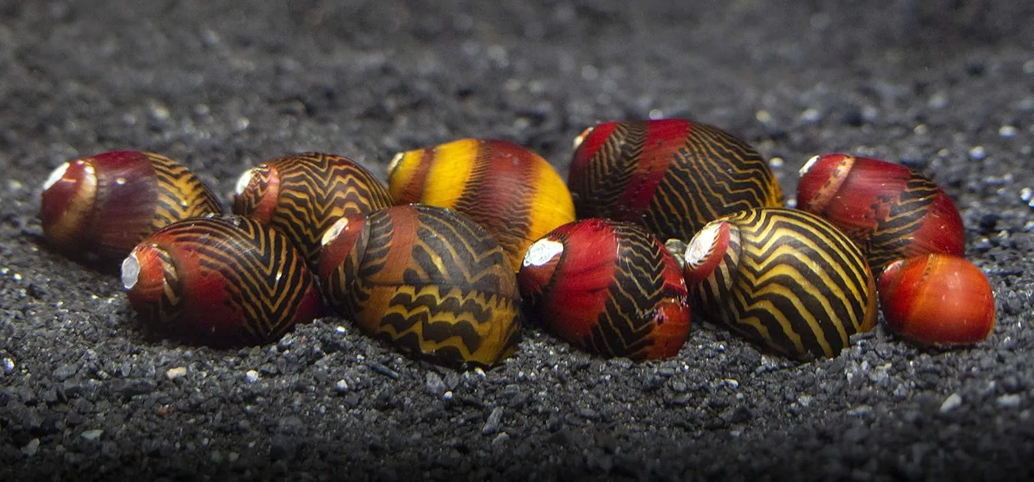 Aquatic Arts 30 Red Racer Nerite Snails | Snail for Nano Fish Tanks | Great with Dwarf Shrimp/Aquarium Plants/Freshwater Fish