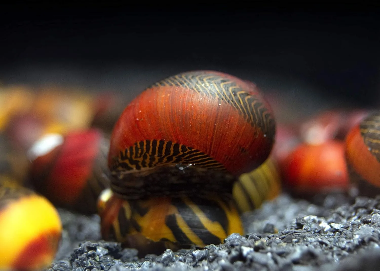 Aquatic Arts 30 Red Racer Nerite Snails | Snail for Nano Fish Tanks | Great with Dwarf Shrimp/Aquarium Plants/Freshwater Fish