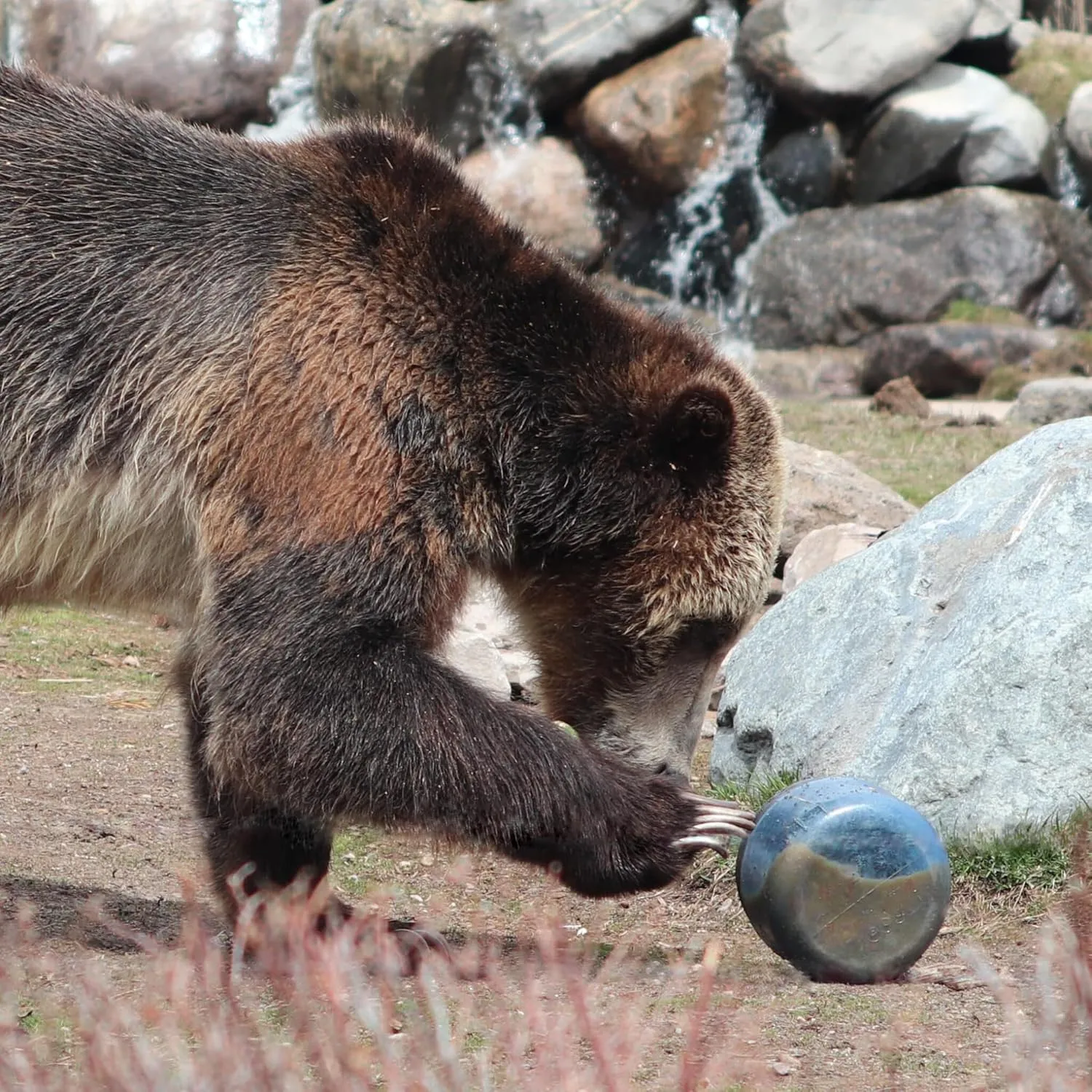 Canister for Backpacking. 4 Sizes: BV500, BV475, BV450, BV425. Bear-Resistant Food Container for Camping, Hiking, Fishing, Hunting, Bikepacking. BearVault is Bear Safe!